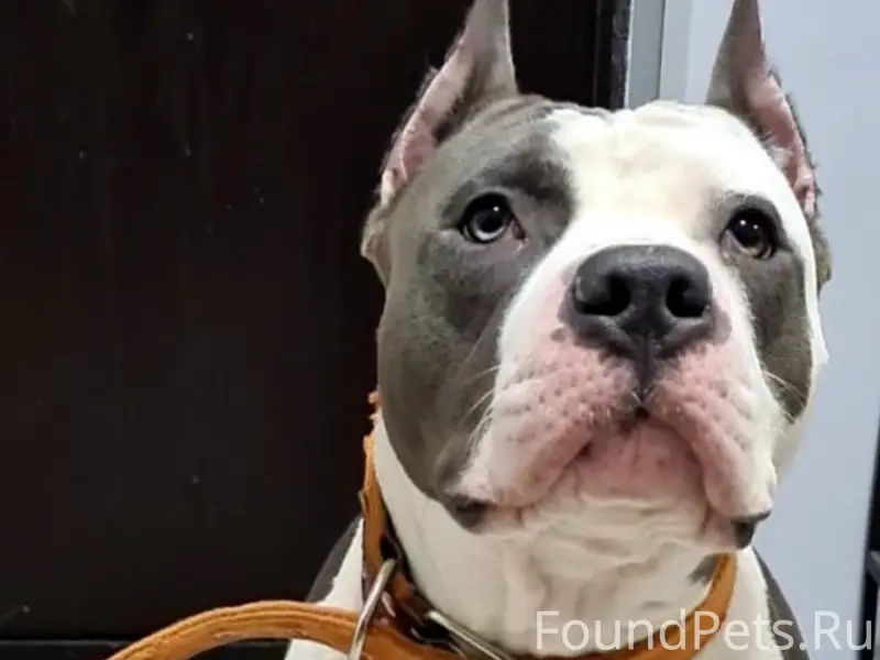 Пропал бело-голубой пёс со шрамом, район 5 поликлиники
