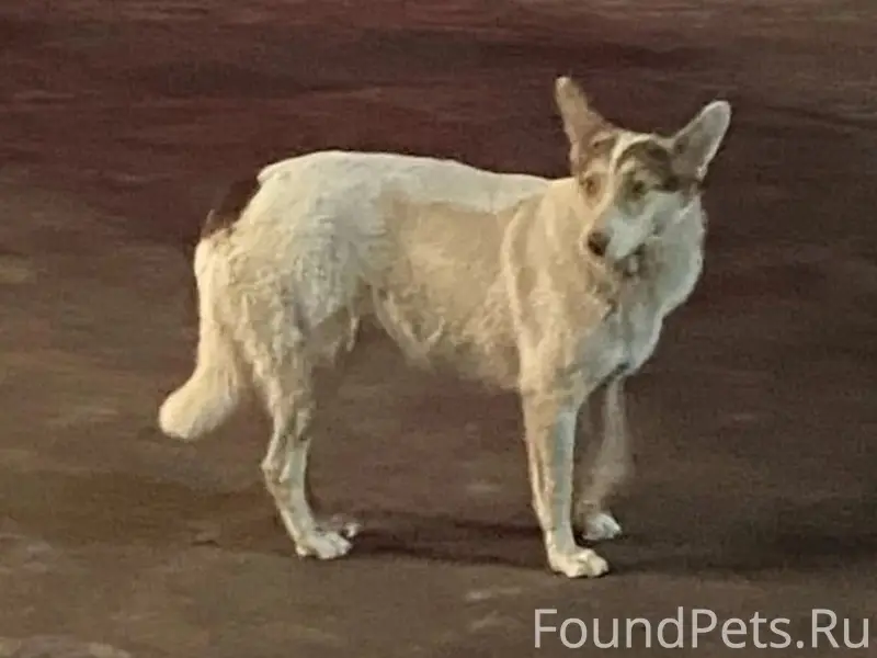 Пропало 3 собаки, с. Курская