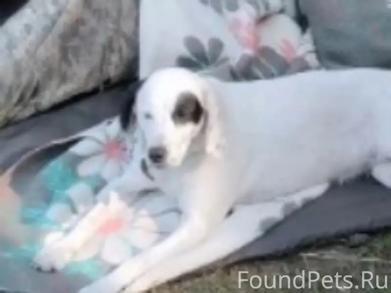 Пропала девочка английский сеттер Леди, Гороховец