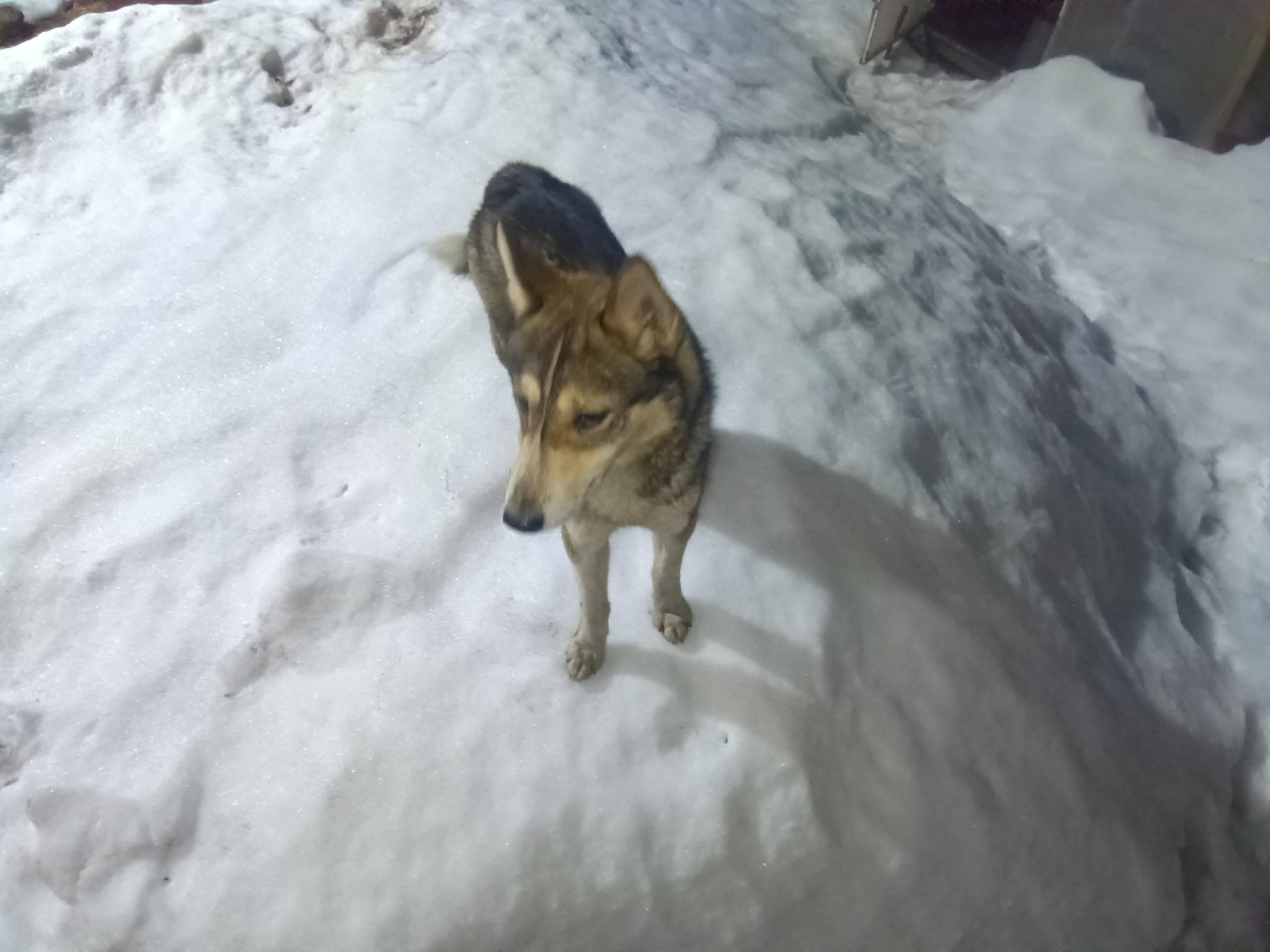 Найден пес, район кафе Оранжерея