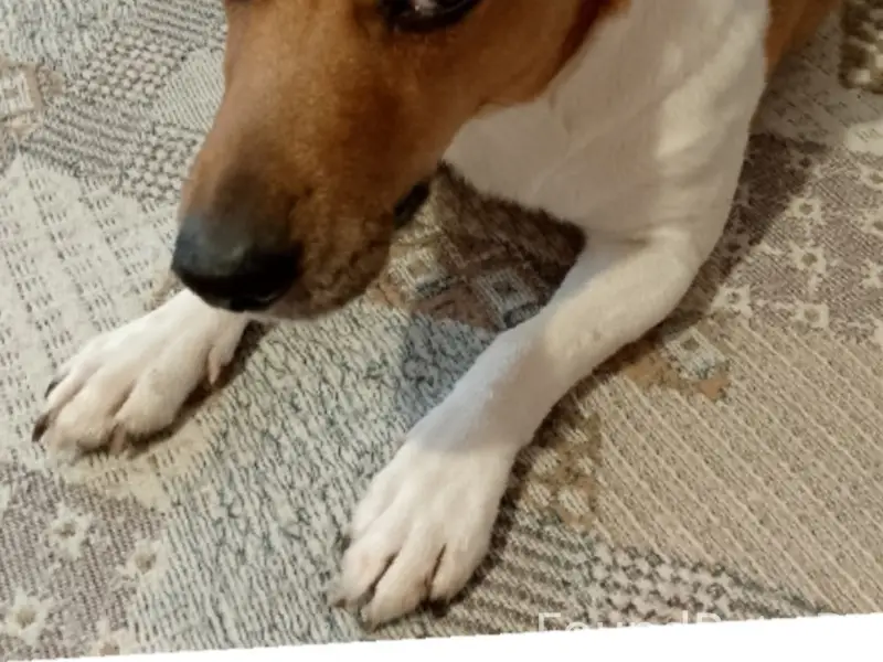 Пропал метис Джек Рассел Винни, Власиха