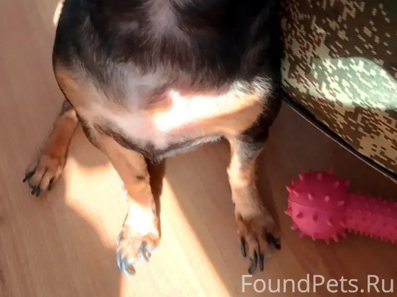 Пропала собака в Южном районе