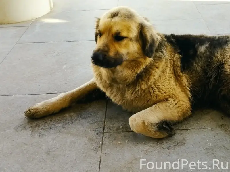 Найден рыжий пёс, Обнинск