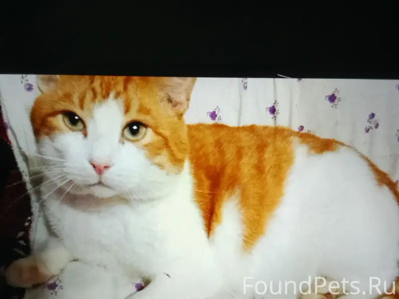 Пропал кот Рыжик, район Гончарова 9