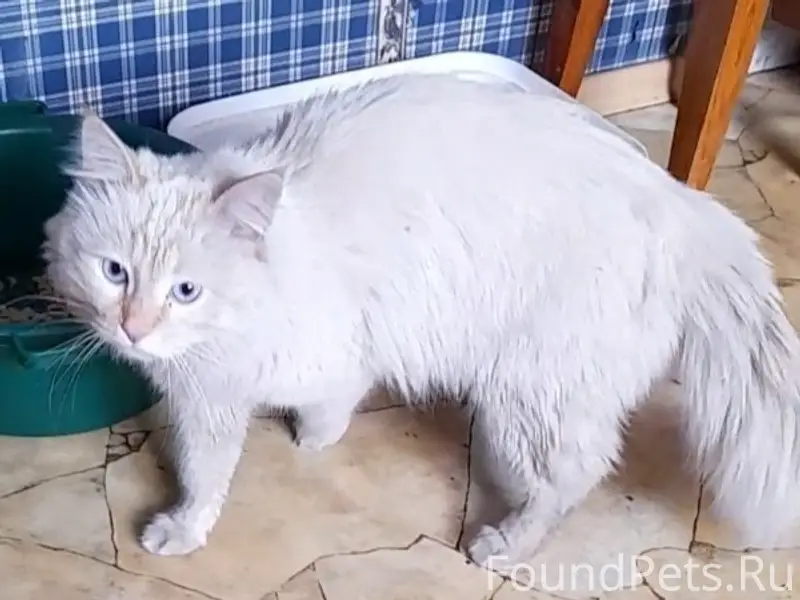 Найден кот, похож на турецкую ангору, Алматы
