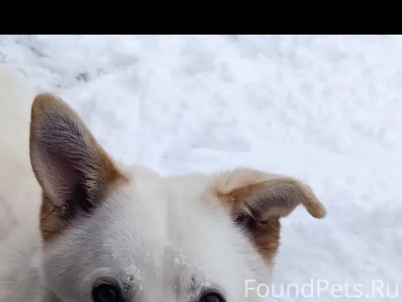 Пропал кобель Умка, молочно-белый, Залипье