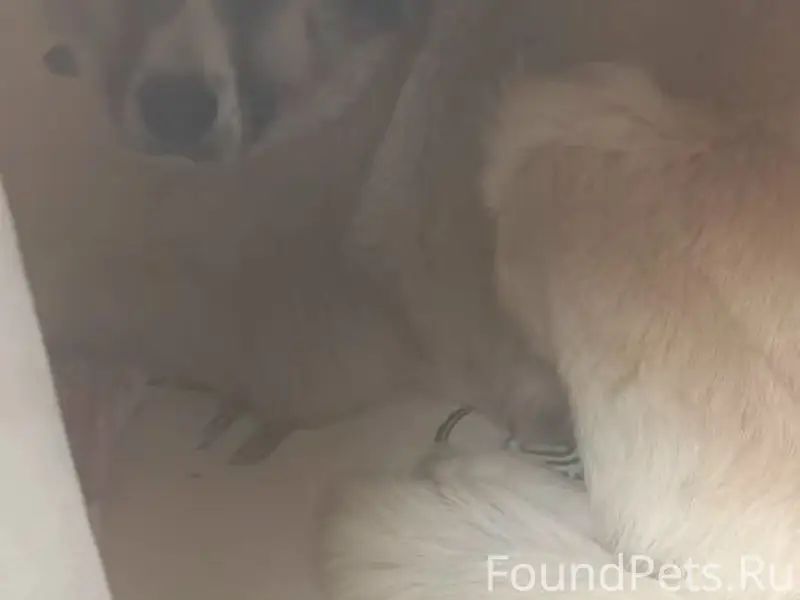 Пропала собака, 3х рублевое кольцо