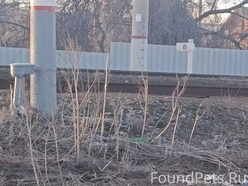 Найден пёс, Советский район, Волгоград