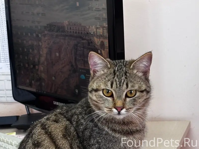 Найден кот, Бережкова, 14