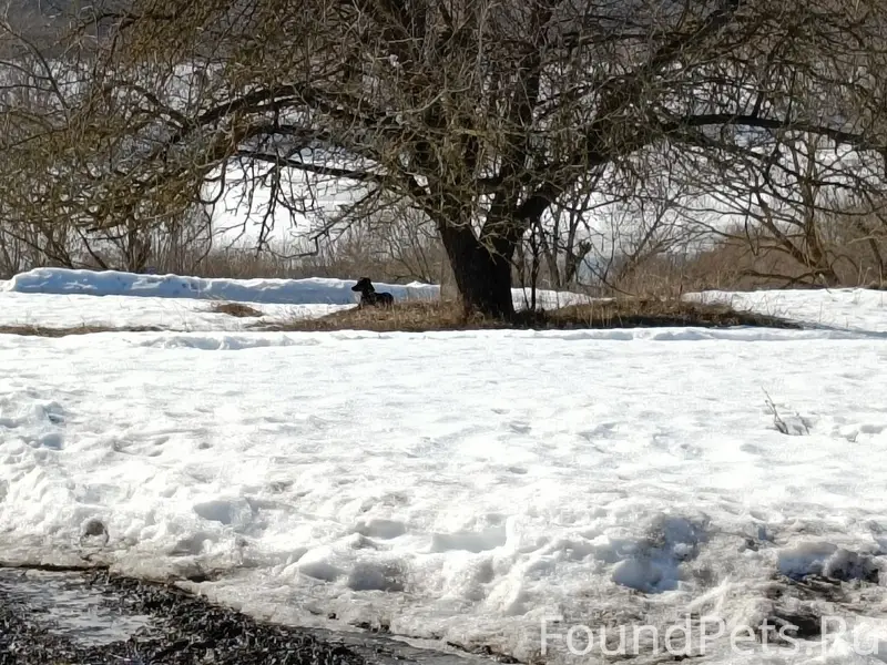 Пропала собака