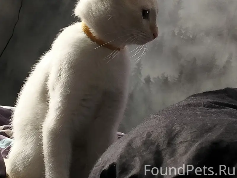 Пропал кот, [место: ул. Кооперативная]