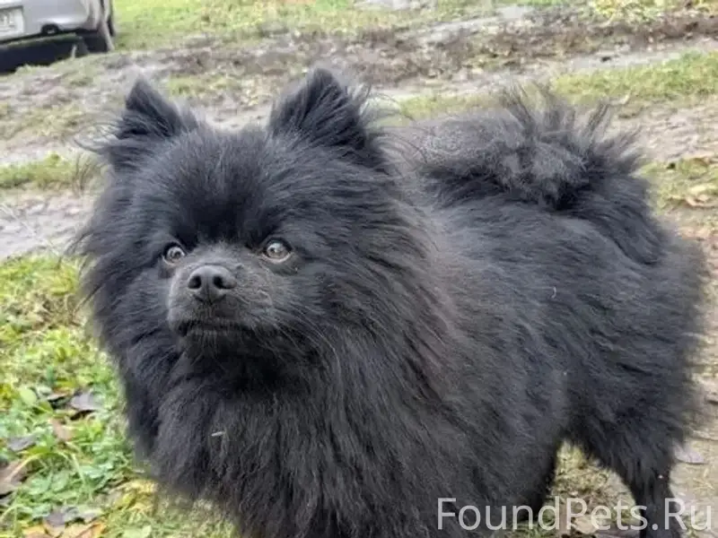 Пропал шпиц Чак, Железногорский район