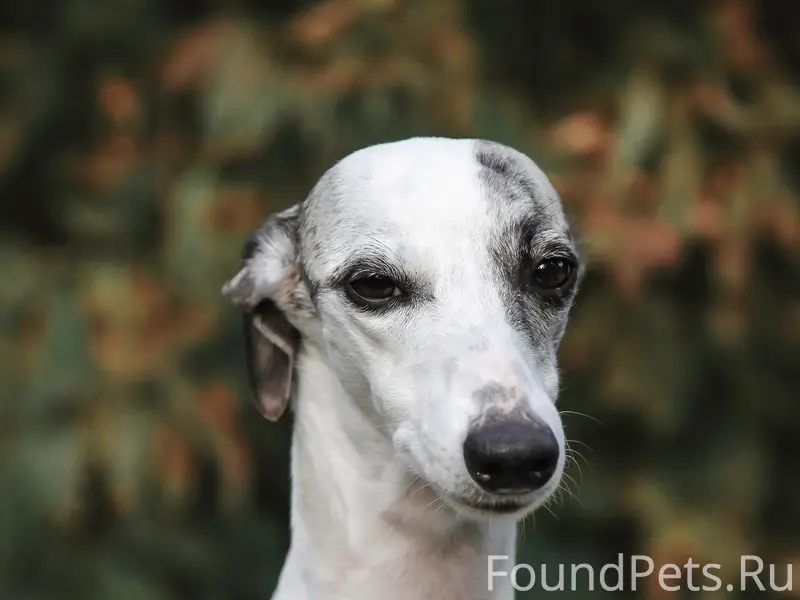 Пропала собака уиппет Соня, район К. Маркса