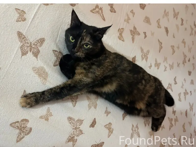 Пропала кошка Буся, район Красная Горка