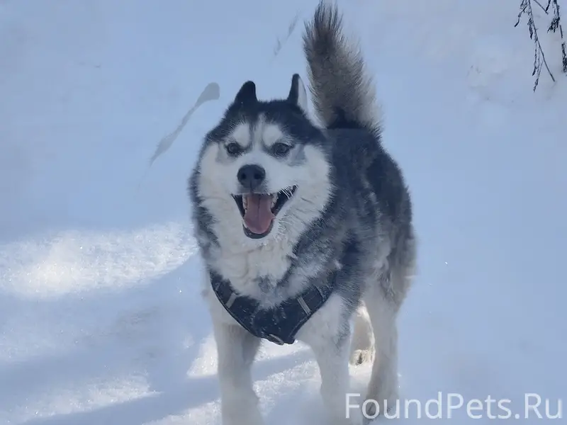 Пропала собака