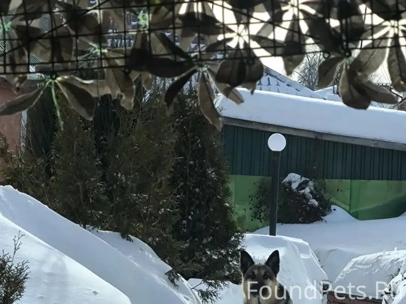 Пропала немецкая овчарка Тесса