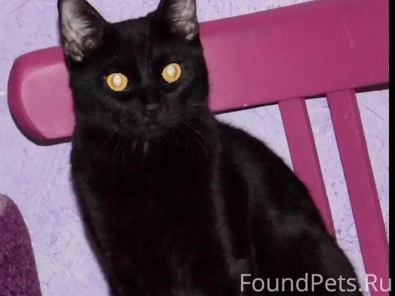 Пропал кот Джеки, район Державина