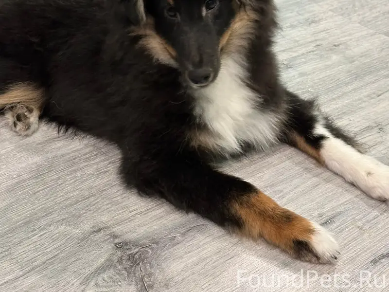 Пропал шелти Дарси, Перекопский городок