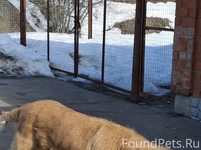 Пропала собака, Электроугли