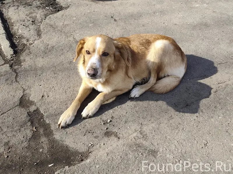 Найден рыжий кобель, мкр. Колычёво