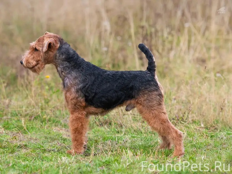 Пропал вельш-терьер Найк