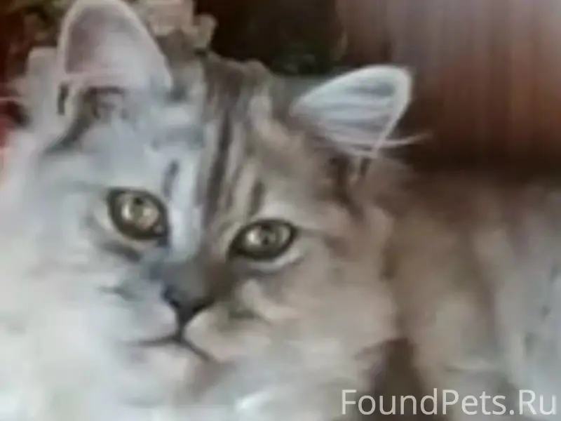 Пропал кот, Сумская 180 А