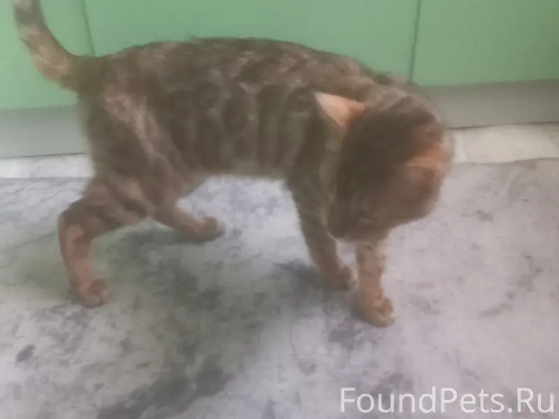 Найдена породистая кошка, без клички