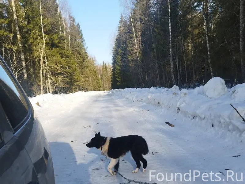 Пропал пёс, неизвестно где