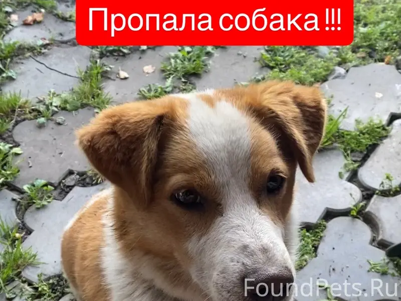 Пропал Бим, Октябрьский р-н