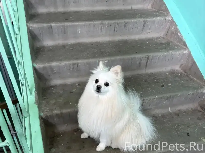 Найден шпиц, Мира 36