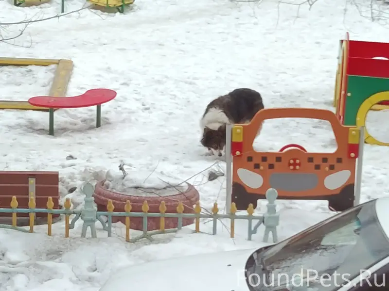 Пропала собака, улица Куйбышева 54