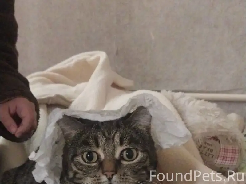 Пропал кот Маркиз, Березовка