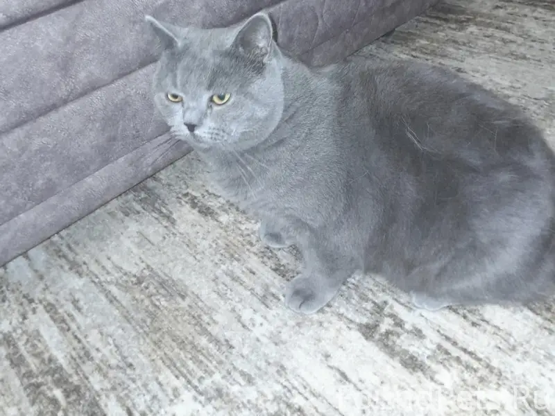 Пропал британский кот, улица Ценского