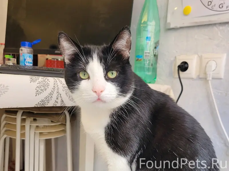 Пропал кот Филя, СНТ Городок