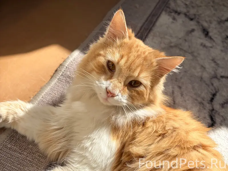 Найдена рыжая кошка с ошейником, Симферополь