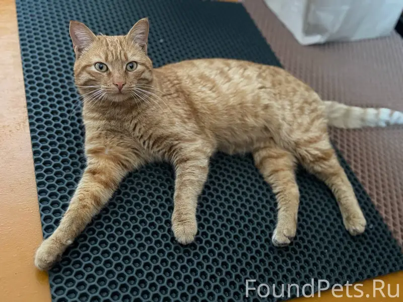 ПРОПАЛ РЫЖИЙ КОТ