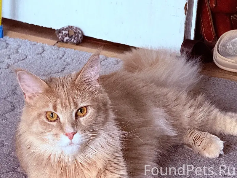 Пропала кошка Люси, улица Коммунистическая