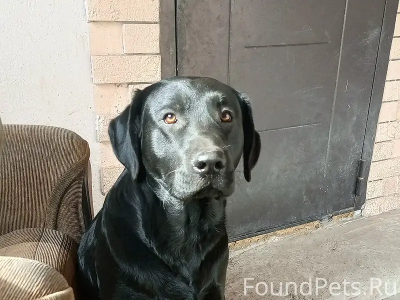 Найден лабрадор Джек