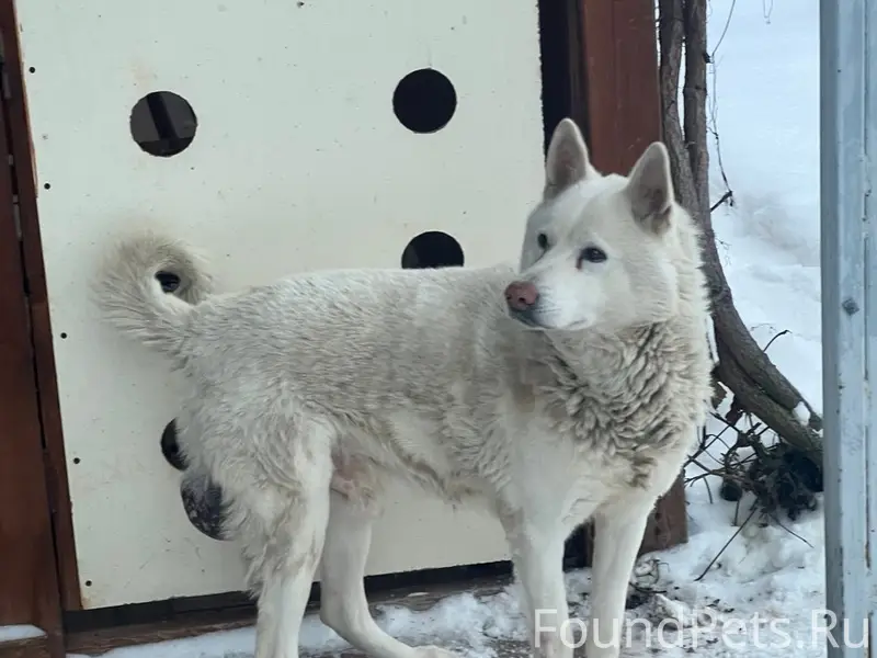 Пропал домашний питомец, г. Богородск