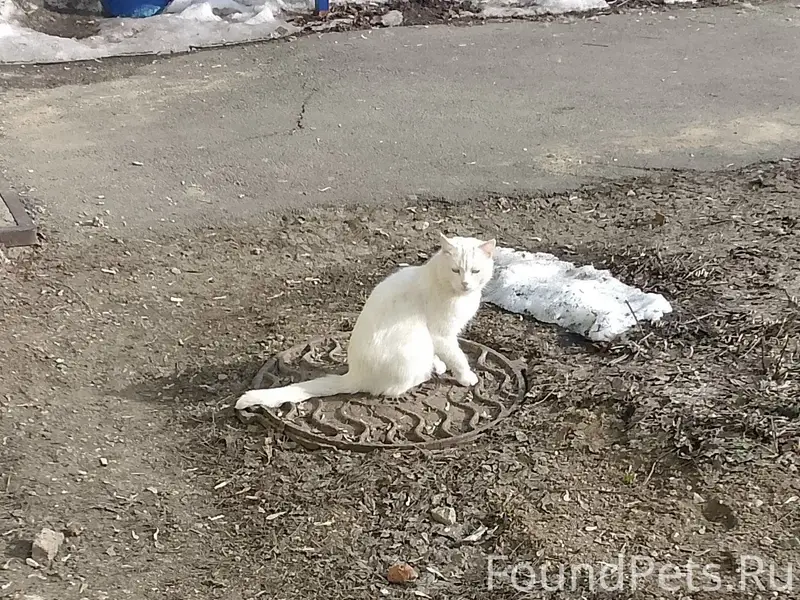 Найден котик, возможно потеряшка