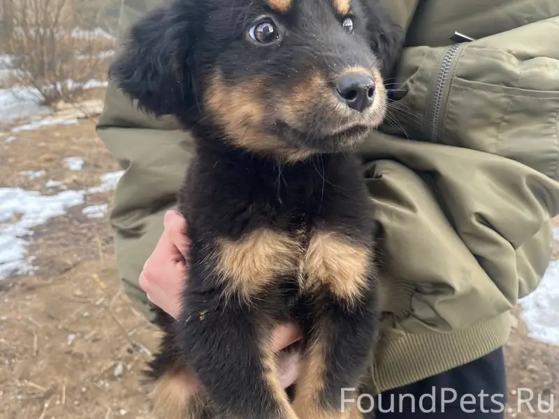 Найдена кошка, без породы