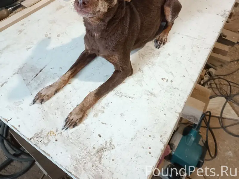 Найдена собака, село Гремячье