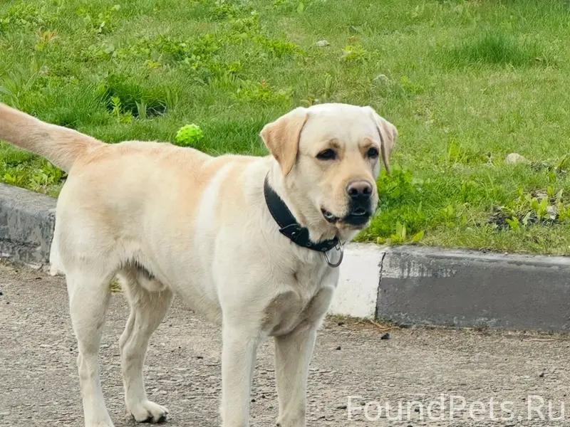 Пропал Лабрадор Бег, Курыжова д 28
