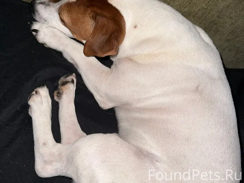 Пропал Майк, район улицы Богдана Хмельницкого