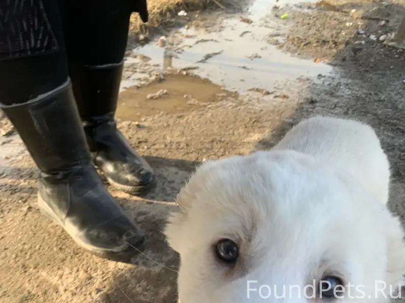 Найден щенок, остановка Юность