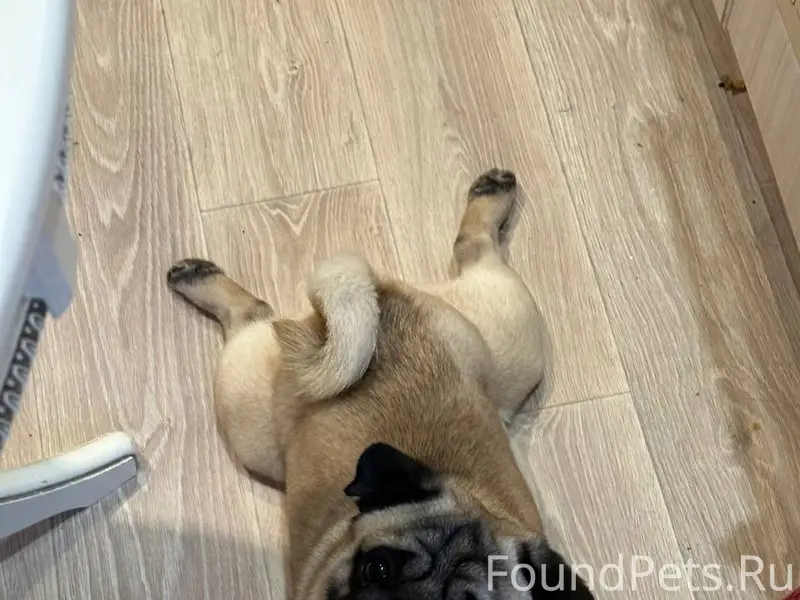 Пропал мопс Тошка, Песочный