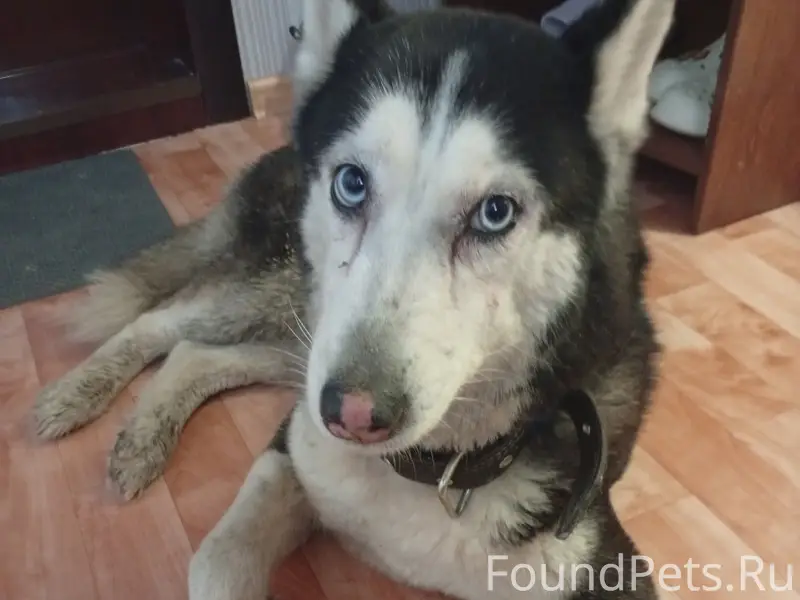 Найден лайка, улица 5 Орловской стрелковой дивизии