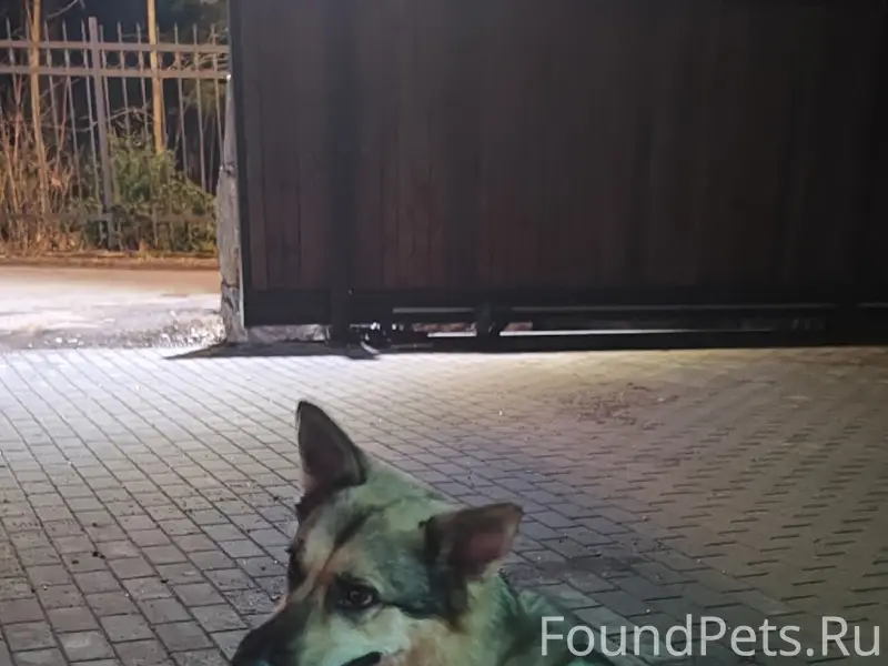 Найденны две собаки, Выборгский посёлок