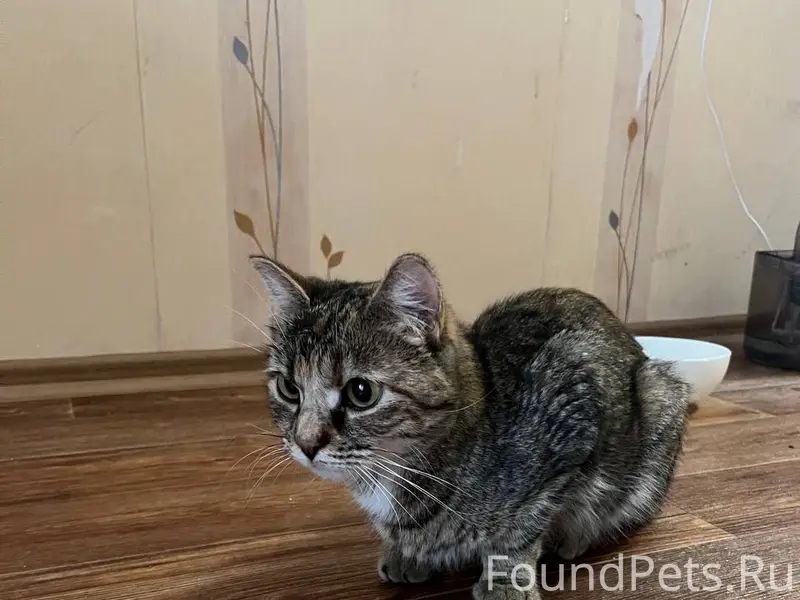 Найдена кошка, дом 69/2