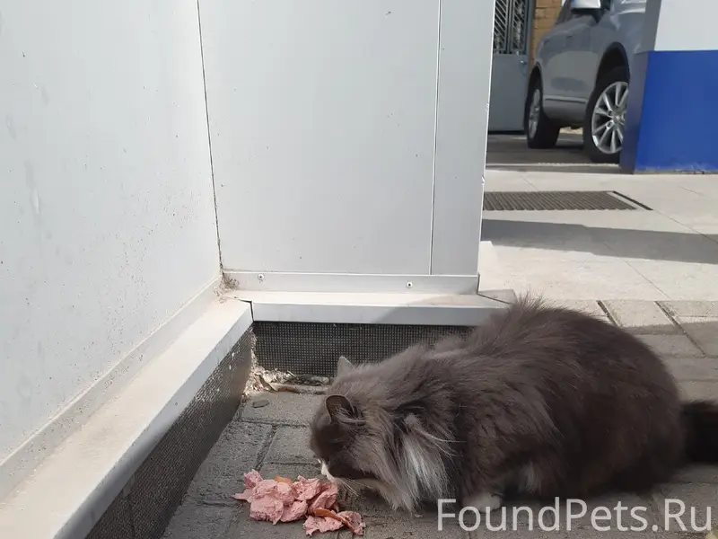 Найдена кошка, серо-белого цвета, Ейск